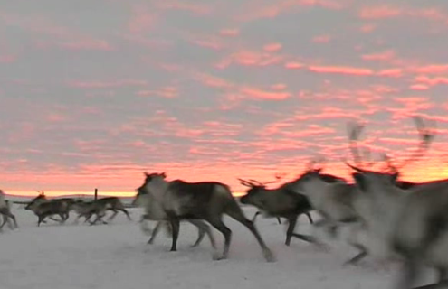 Reindeers