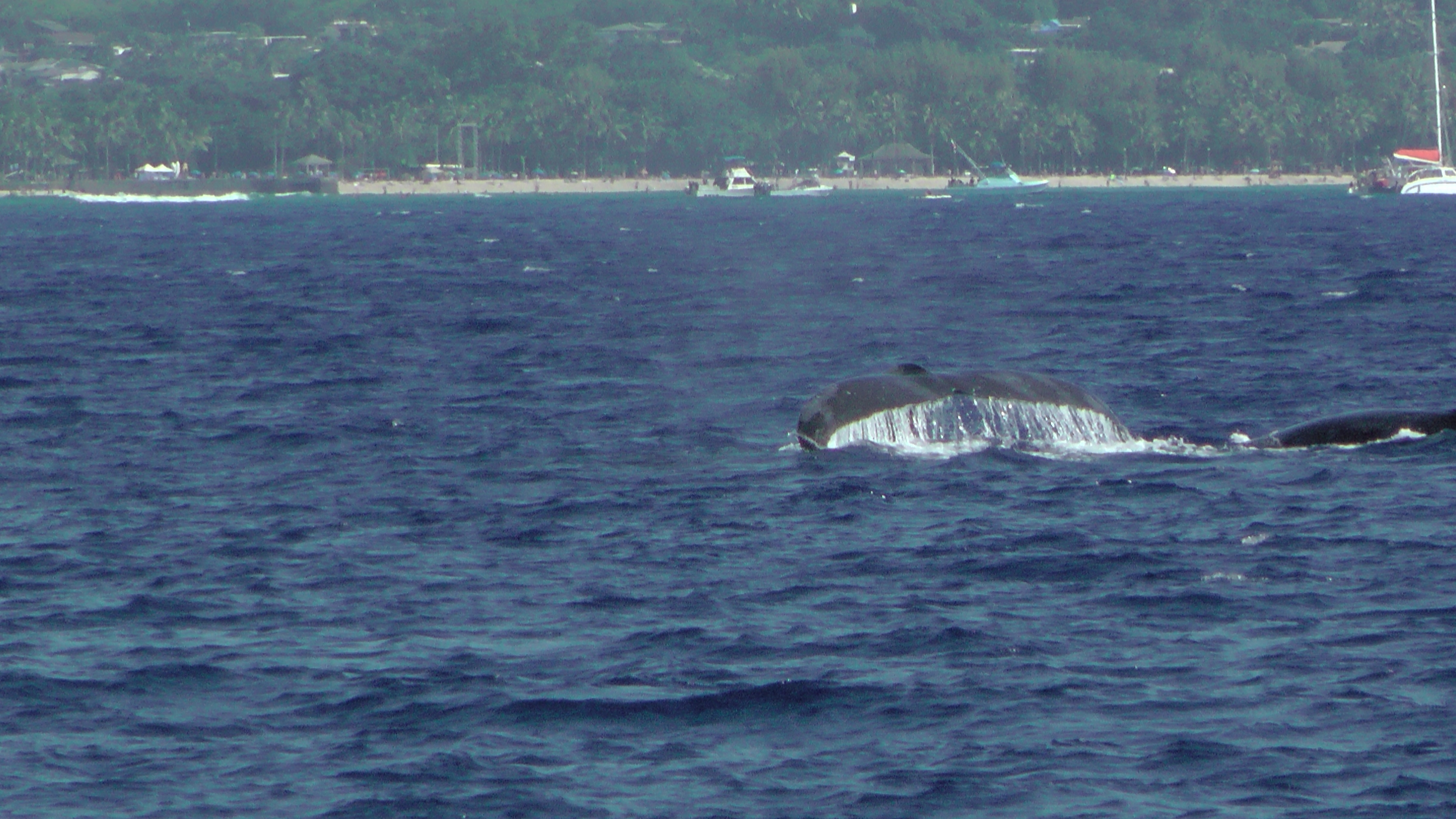 Whale Breach off Honolulu, Hawaii