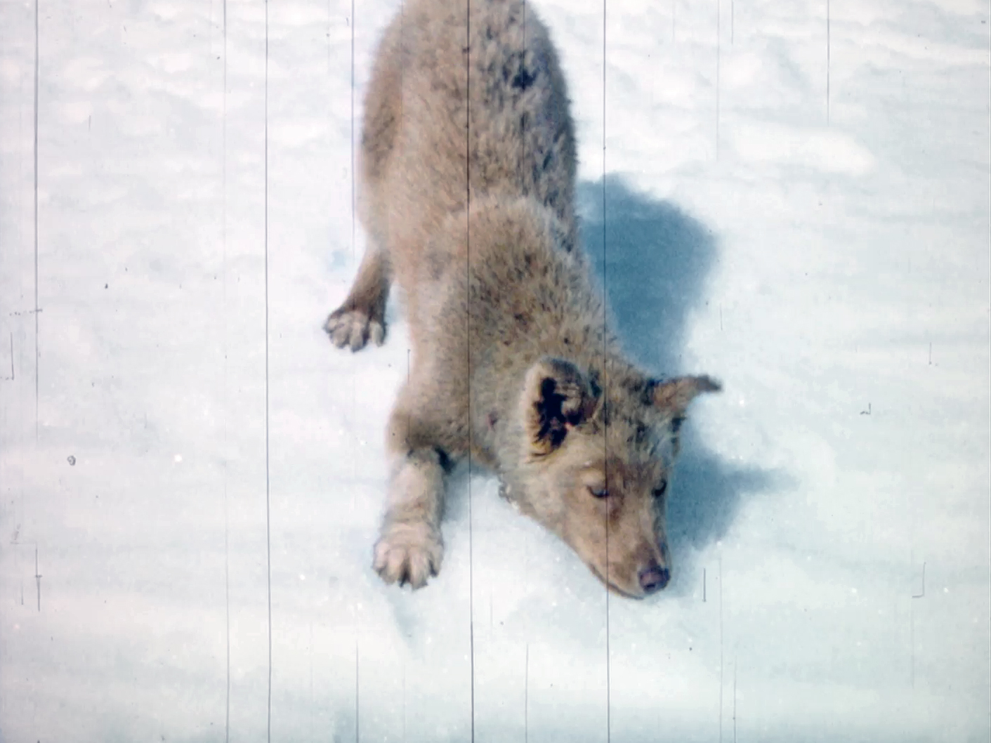 Kangiqsujuaq